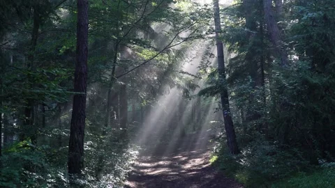 Early morning sun rays breaking through the dense foliage in the forest Stock-Footage 121857074