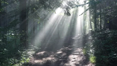 Early morning sun rays breaking through the dense foliage in the forest Vidéo 121857151