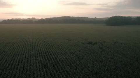 Early morning sunlight creates a warm glow across farmland and open fields in Vidéo 345083998