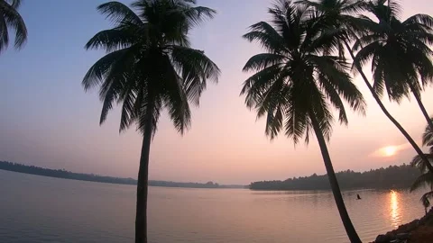 Early morning view of a river through a coconut grove Video stock 144911079