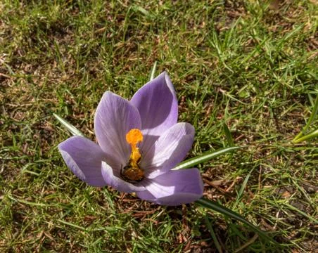 Early-nesting bumblebee butt in a crocus flower covered in pollen Stock Photos