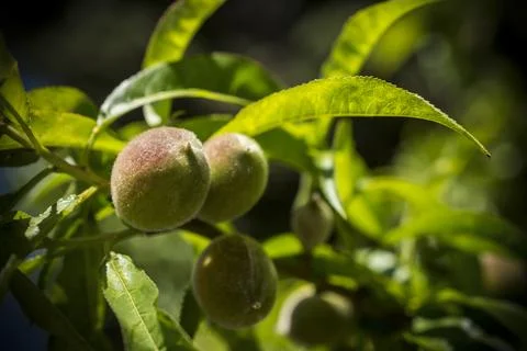Early peaches on the tree Stock Photos