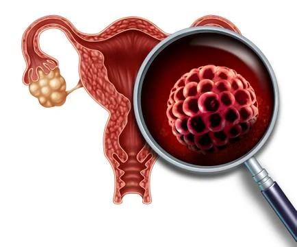 Early Pregancy Blastocyst Stock Illustration