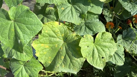 Early pseudoperonospora cubensis or cucumber downy mildew Stock-Footage 249549293
