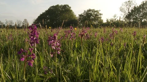 Early purple orchids Stock Footage 106393075