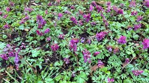 Early purple spring flowers, small springtine wildflowers and fresh leaves in Stock Footage 237001608