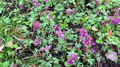 Early purple spring flowers, small springtine wildflowers and fresh leaves in Stock Footage 237003546