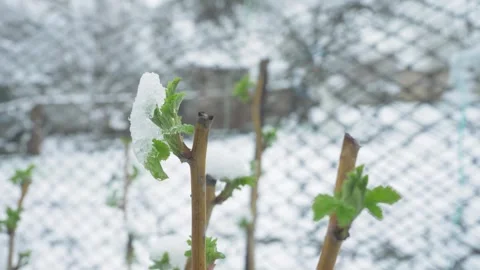 Early raspberry shoot iced by late snowfall Stock Footage 345606007