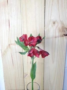 Early red spring flowers Stock Photos