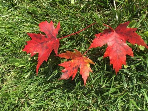 Early signs of Fall Foto stock