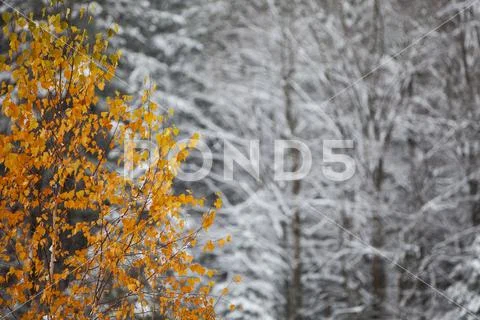 An early snow creates contrast between autumn colours and snow-laden branches Stock Photos