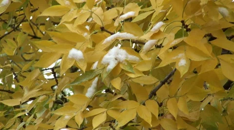 Early Snow Stock Footage 54754813