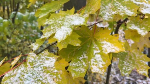 Early Snowfall on Autumn Leaves Transition Stock Footage 257588210