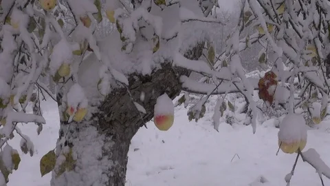 Early snowfall in garden with apple-tree and apples Stock Footage 72161542