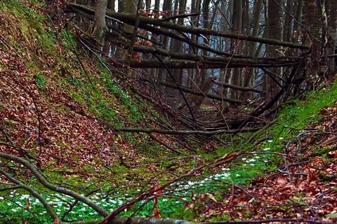 Early spring 1 Stock Photos