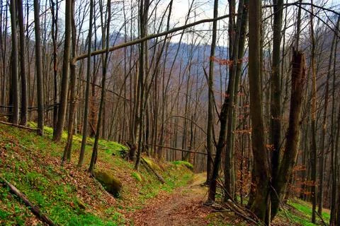 Early spring 15 Stock Photos