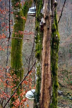 Early spring 17 Stock Photos