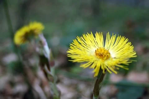 Early spring 26 Stock Photos