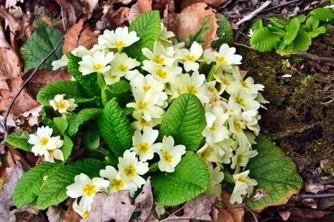 Early spring 27 Stock Photos