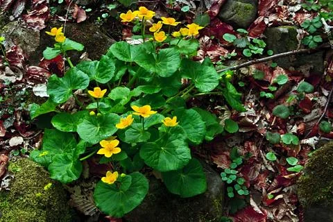 Early spring 28 Stock Photos