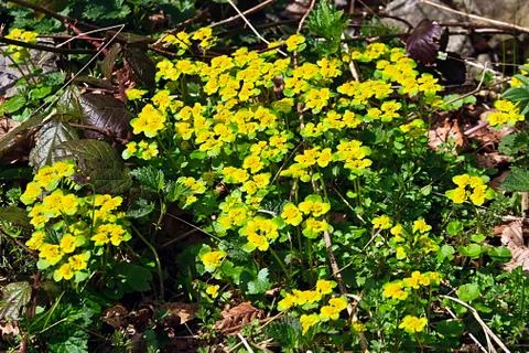 Early spring 29 Stock Photos