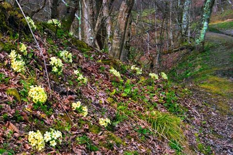 Early spring 3 Stock Photos
