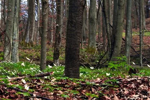 Early spring 5 Stock Photos