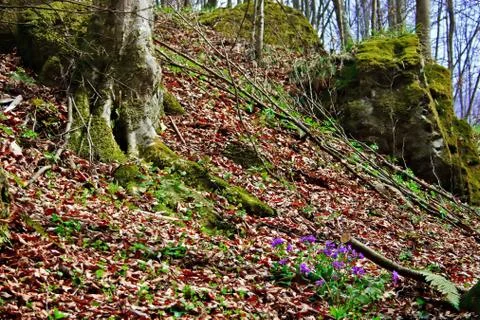 Early spring 9 Stock Photos