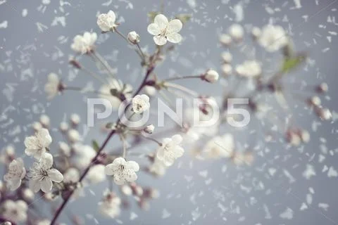 Early spring. abstract natural backgrounds with snowy apricot flowers Stock Photos