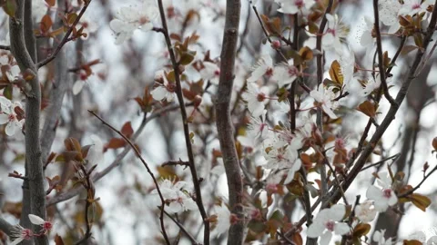 Early Spring Almond Bloom Stock Footage 267031058