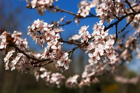 Early spring and peach tree flowers Stock Photos