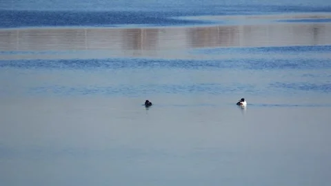 Early spring and the Western Dvina River Stock Footage 271018973
