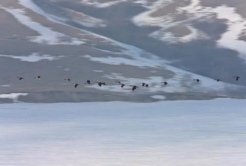 Early Spring Arrival Canada Geese in Flight 스톡 사진