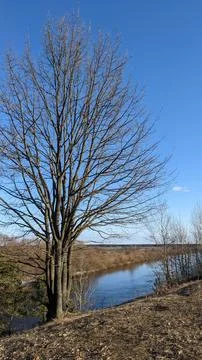 Early spring, bare trees after winter Stock Photos