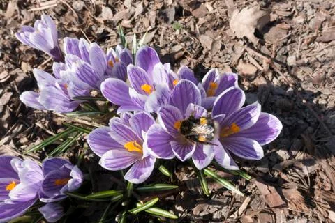 Early spring bee on crocuses blooming among old dry foliage.. Stock Photos