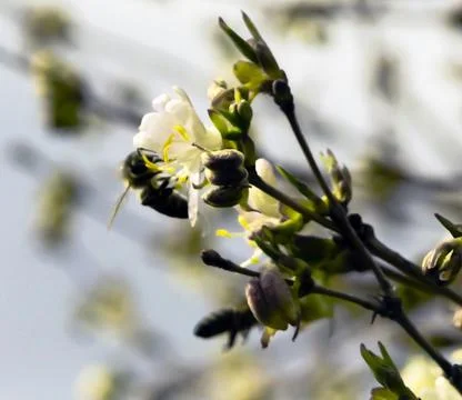 Early spring with bee Stock Photos