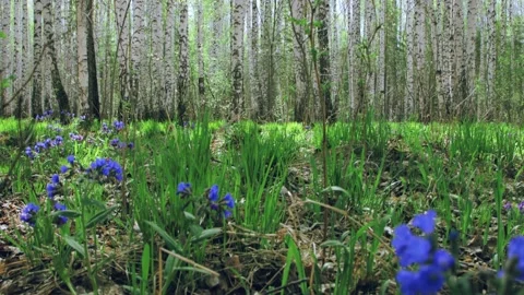 Early spring in birch forest 库存影片 130896447