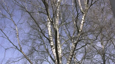 Early spring. birch tree Video stock 153096834