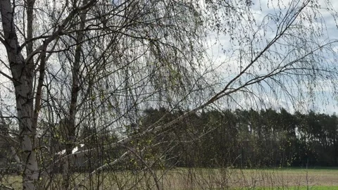Early spring birch trees with forest and cloudy sky in background Stock Footage 305910377