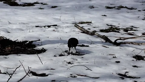 Early spring black rook on white snow Stock Footage 153148706