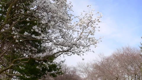 Early spring bloom on bluue sky background Stock Footage 259434162