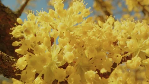 Early Spring Bloom Vibrant Yellow Flowers at Planting Fields Arboretum, Oyster B Stock Footage 318428404