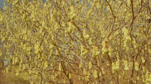 Early Spring Bloom of Winter Hazel (Corylopsis) at Planting Fields Arboretum, Oy Stock Footage 318428438