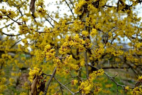 Early spring bloom of yellow Cornus mas flowers in natural setting Fotos de archivo