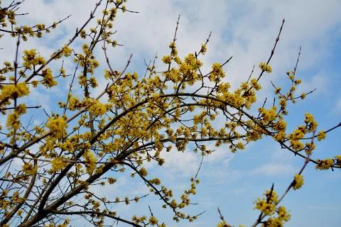 Early spring bloom of yellow Cornus mas flowers in natural setting Fotos Stock