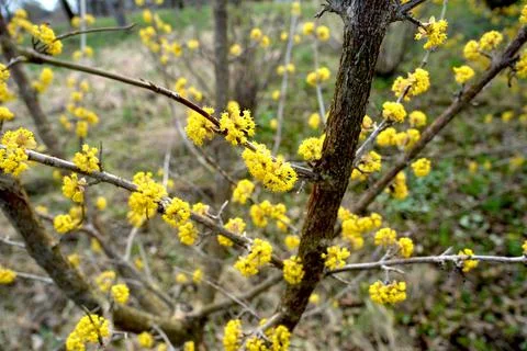 Early spring bloom of yellow Cornus mas flowers in natural setting Fotos de archivo