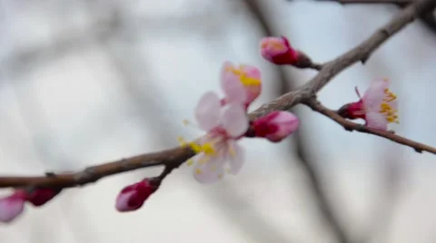 Early spring blooming tree with pink flowers. Stock Footage 62484002