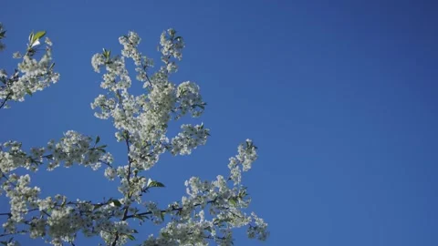 Early spring, blooming trees with white flowers. A branch of a cherry fruit tree Stock Footage 263097498