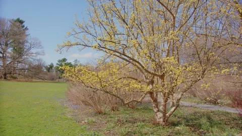 Early Spring Blooms at Planting Fields Arboretum, Oyster Bay, NY Stock Footage 318428383