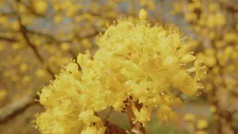 Early Spring Blooms at Planting Fields Arboretum Cornelian Cherry Flowers in Oys Stock Footage 318428420